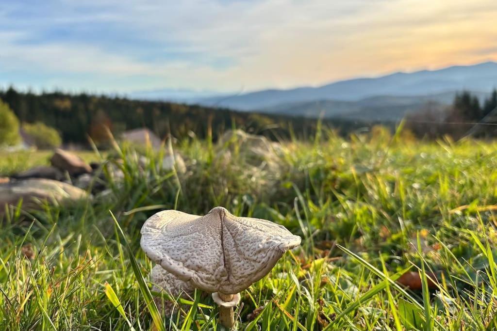 Willa Blizej Nieba Koskowa Gora Bogdanowka Zewnętrze zdjęcie